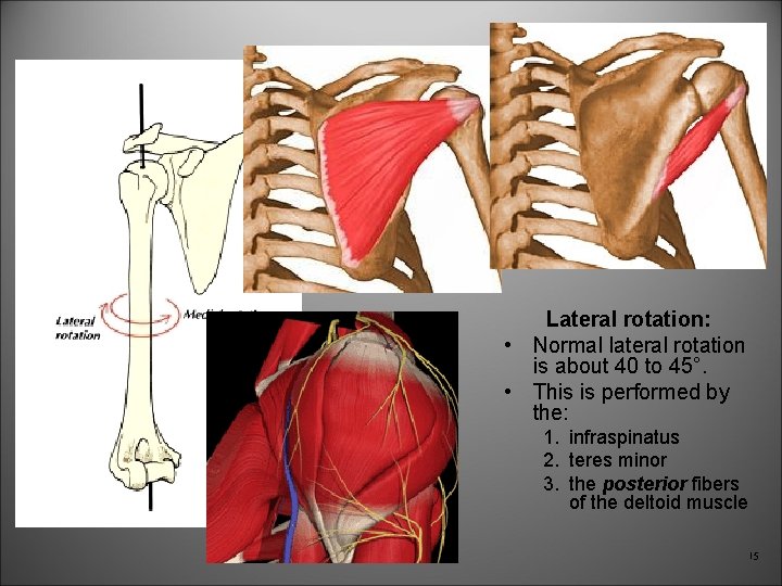 Lateral rotation: • Normal lateral rotation is about 40 to 45°. • This is