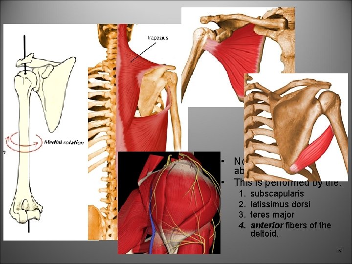 Medial rotation: • Normal medial rotation is about 55°. • This is performed by