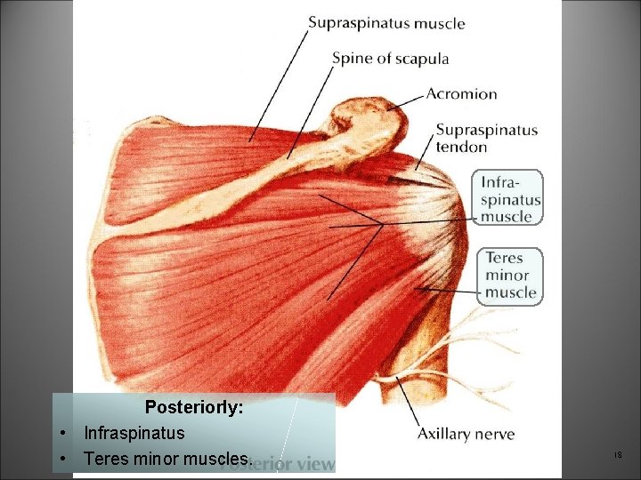 Posteriorly: • Infraspinatus • Teres minor muscles. 18 