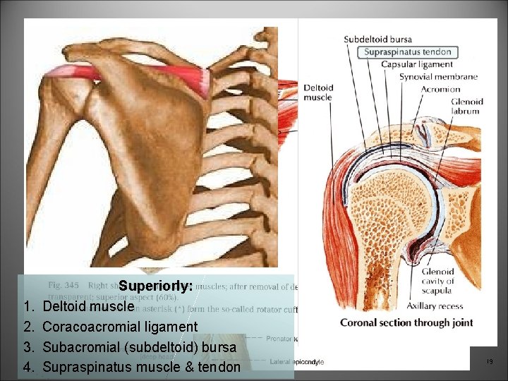 1. 2. 3. 4. Superiorly: Deltoid muscle Coracoacromial ligament Subacromial (subdeltoid) bursa Supraspinatus muscle