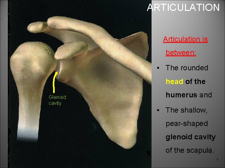 ARTICULATION Articulation is between: • The rounded head of the Glenoid cavity humerus and