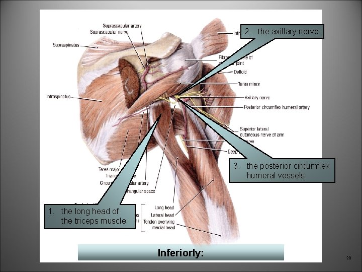 2. the axillary nerve 3. the posterior circumflex humeral vessels 1. the long head