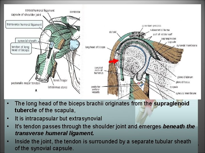  • • The long head of the biceps brachii originates from the supraglenoid