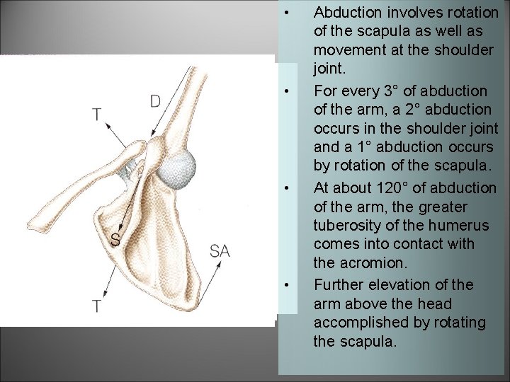  • • Abduction involves rotation of the scapula as well as movement at