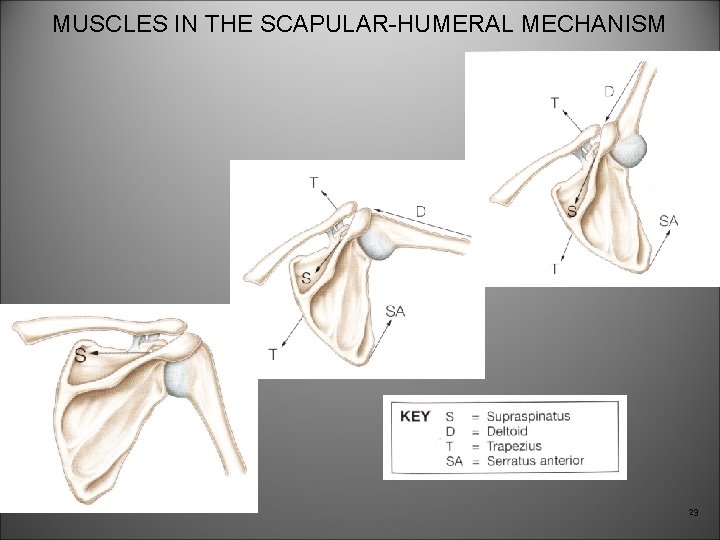 MUSCLES IN THE SCAPULAR-HUMERAL MECHANISM 23 