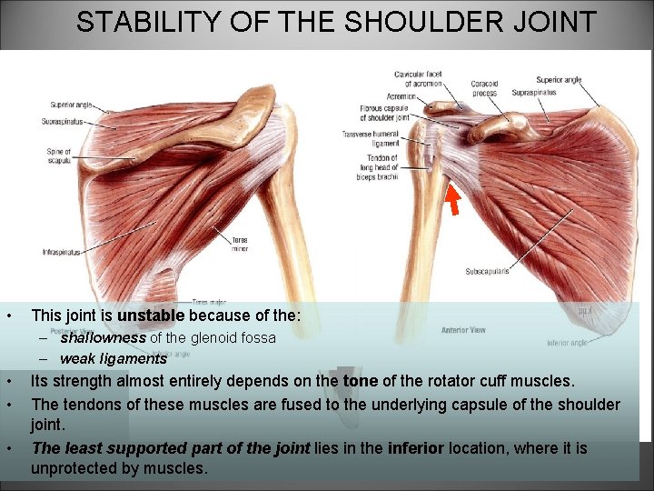 STABILITY OF THE SHOULDER JOINT • This joint is unstable because of the: –