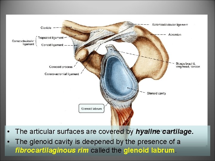  • The articular surfaces are covered by hyaline cartilage. • The glenoid cavity