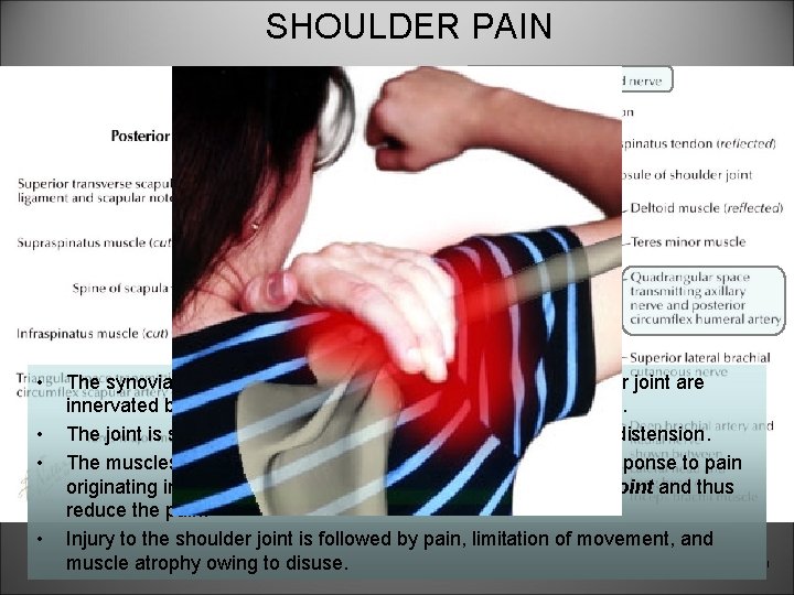 SHOULDER PAIN • • The synovial membrane, capsule, and ligaments of the shoulder joint