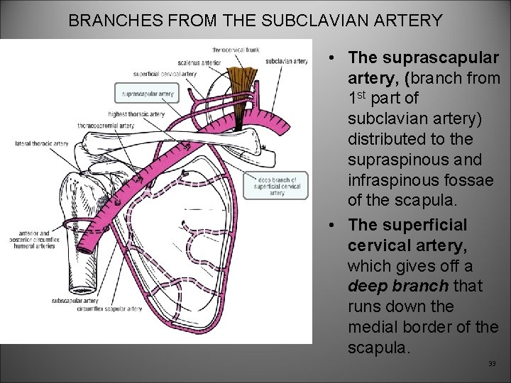 BRANCHES FROM THE SUBCLAVIAN ARTERY • The suprascapular artery, (branch from 1 st part