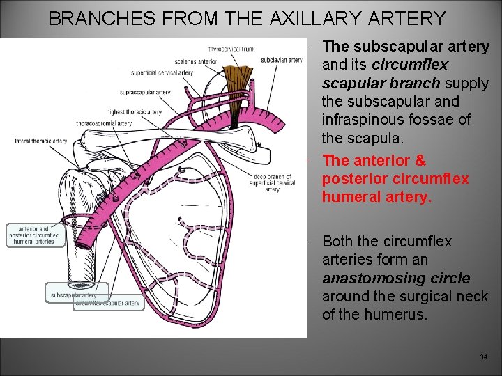 BRANCHES FROM THE AXILLARY ARTERY • The subscapular artery and its circumflex scapular branch