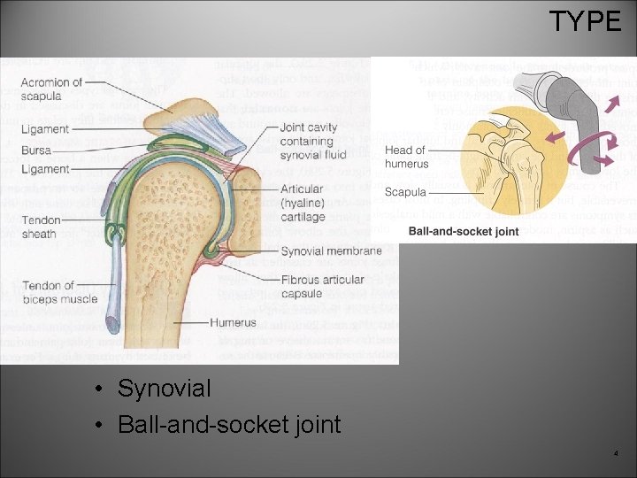 TYPE • Synovial • Ball-and-socket joint 4 