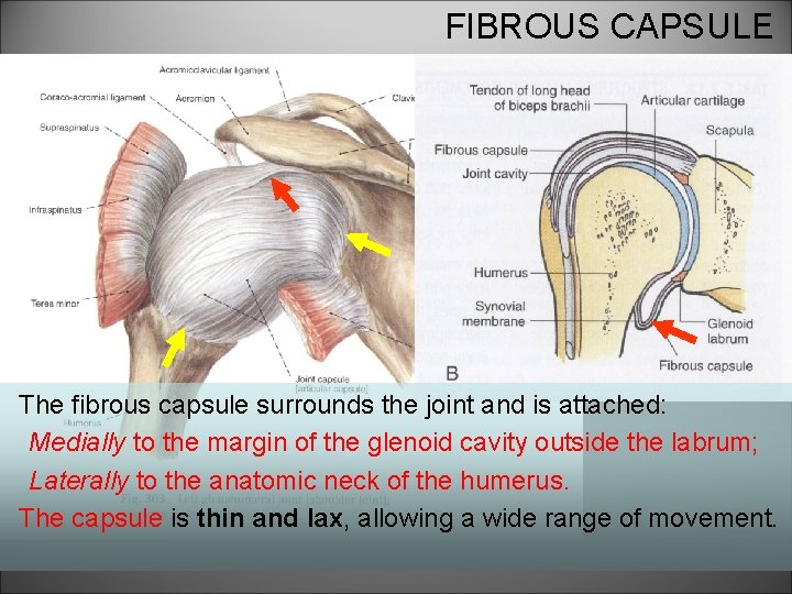 FIBROUS CAPSULE The fibrous capsule surrounds the joint and is attached: Medially to the