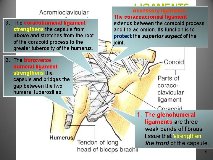 LIGAMENTS 3. The coracohumeral ligament strengthens the capsule from above and stretches from the