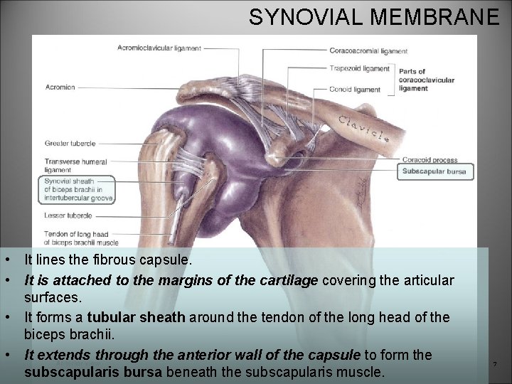 SYNOVIAL MEMBRANE • It lines the fibrous capsule. • It is attached to the