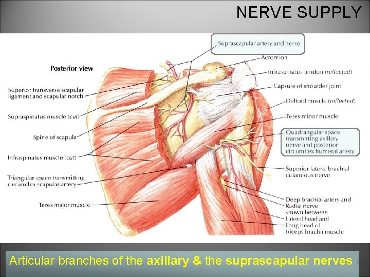 NERVE SUPPLY Articular branches of the axillary & the suprascapular nerves 8 