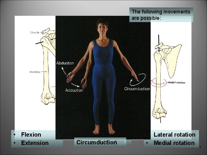 The following movements are possible: • Flexion • Extension • Abduction • Adduction Circumduction