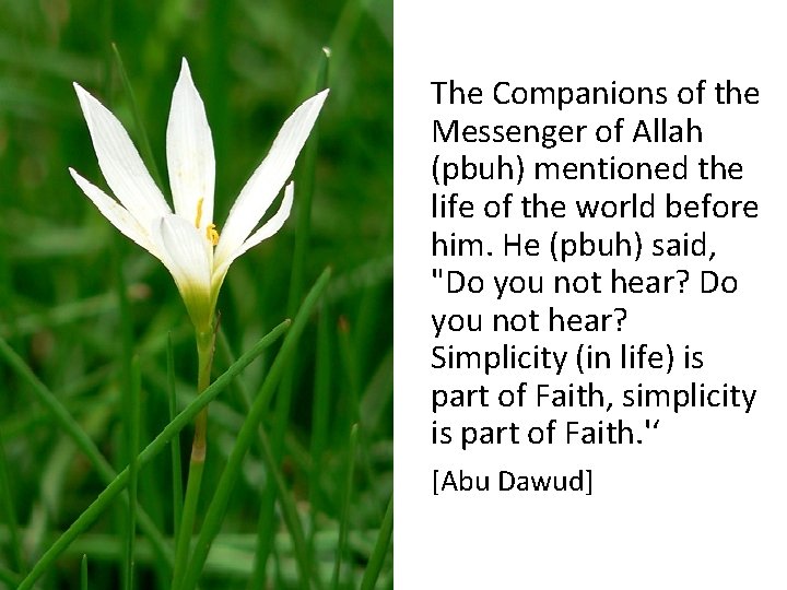 The Companions of the Messenger of Allah (pbuh) mentioned the life of the world