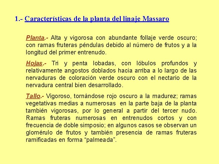 1. - Características de la planta del linaje Massaro Planta. - Alta y vigorosa
