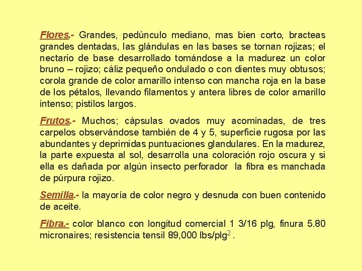 Flores. - Grandes, pedúnculo mediano, mas bien corto, bracteas grandes dentadas, las glándulas en