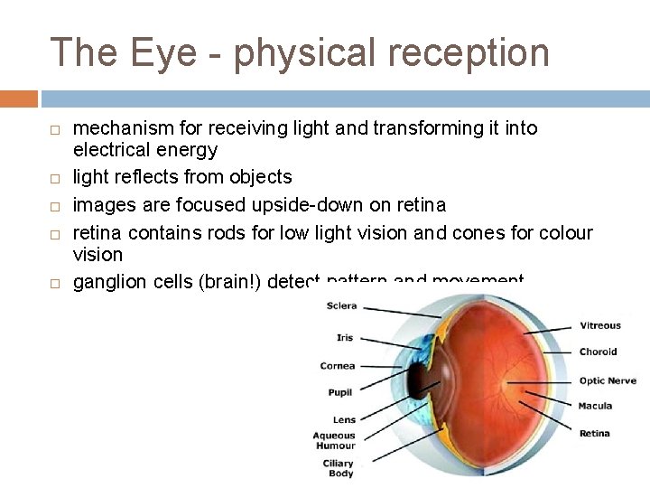 The Eye - physical reception mechanism for receiving light and transforming it into electrical