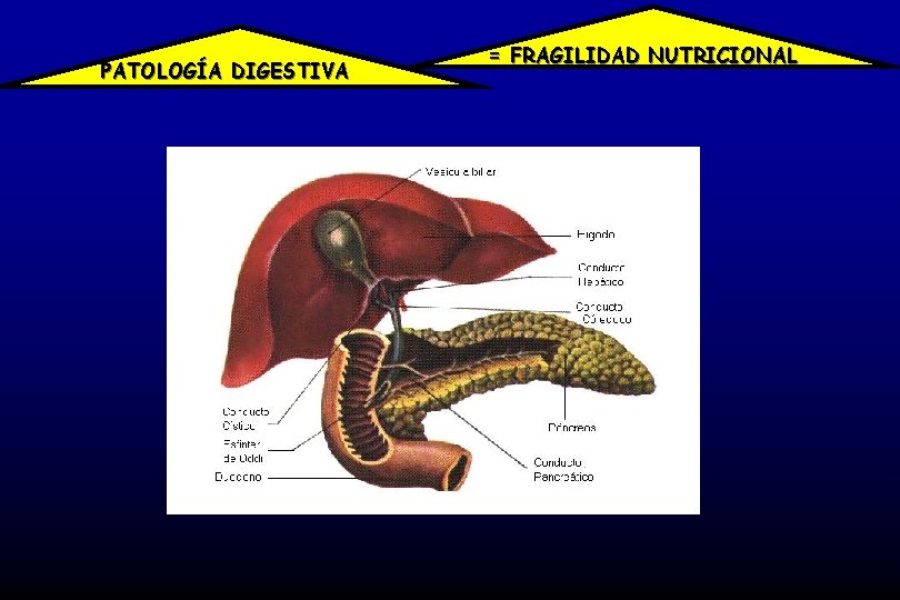 PATOLOGÍA DIGESTIVA = FRAGILIDAD NUTRICIONAL 