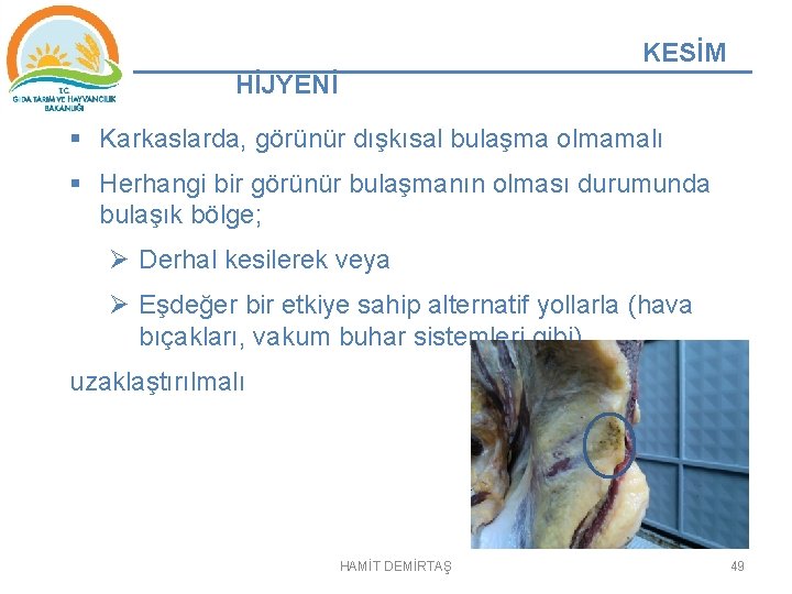 KESİM HİJYENİ § Karkaslarda, görünür dışkısal bulaşma olmamalı § Herhangi bir görünür bulaşmanın olması