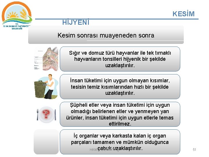 KESİM HİJYENİ Kesim sonrası muayeneden sonra Sığır ve domuz türü hayvanlar ile tek tırnaklı