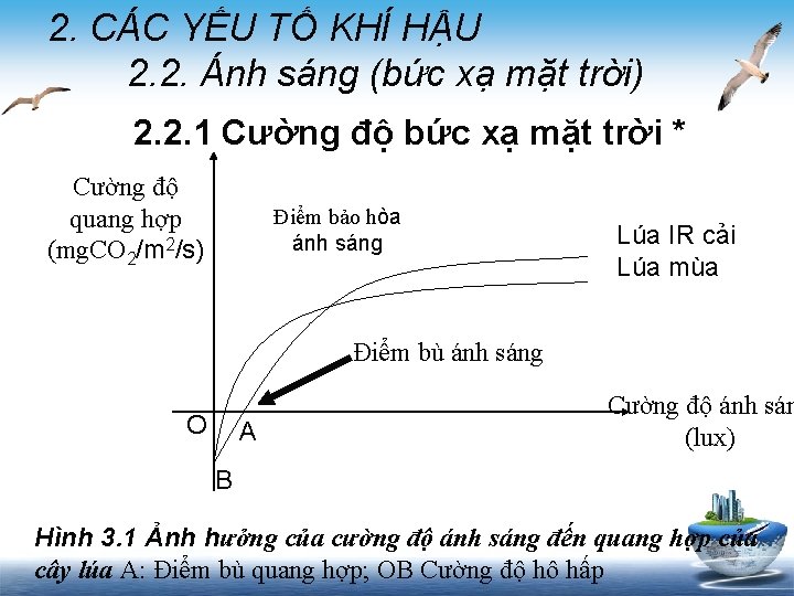 2. CÁC YẾU TỐ KHÍ HẬU 2. 2. Ánh sáng (bức xạ mặt trời)