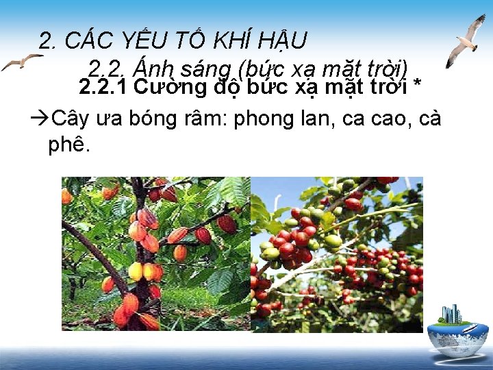 2. CÁC YẾU TỐ KHÍ HẬU 2. 2. Ánh sáng (bức xạ mặt trời)