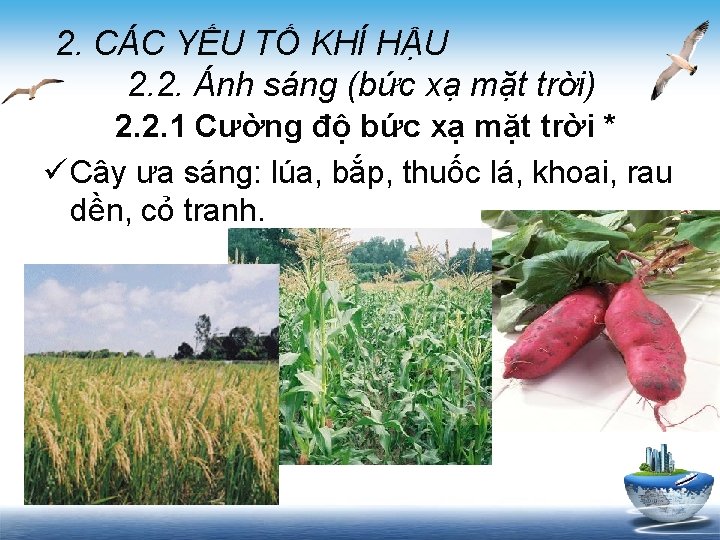 2. CÁC YẾU TỐ KHÍ HẬU 2. 2. Ánh sáng (bức xạ mặt trời)