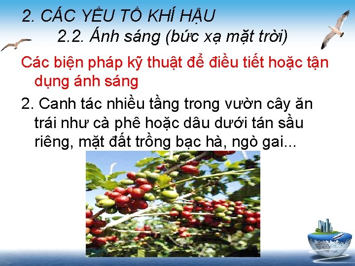 2. CÁC YẾU TỐ KHÍ HẬU 2. 2. Ánh sáng (bức xạ mặt trời)