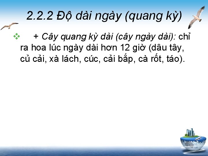 2. 2. 2 Độ dài ngày (quang kỳ) v + Cây quang kỳ dài