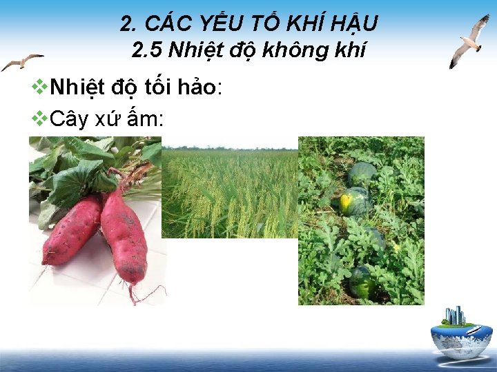 2. CÁC YẾU TỐ KHÍ HẬU 2. 5 Nhiệt độ không khí v. Nhiệt