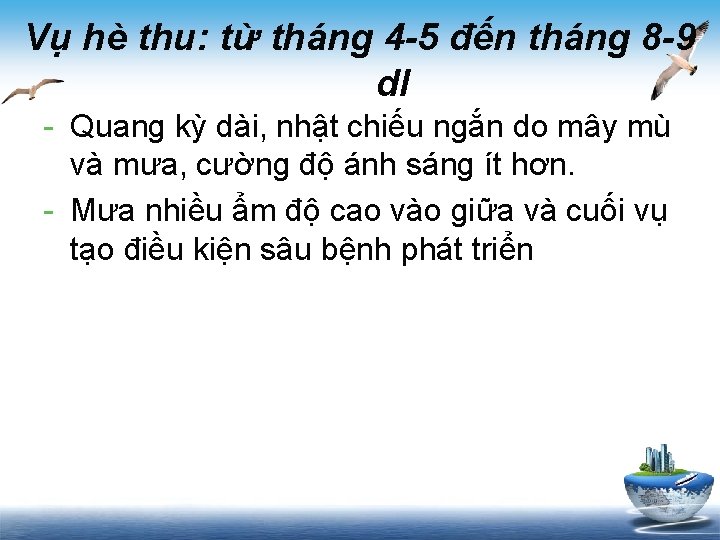 Vụ hè thu: từ tháng 4 -5 đến tháng 8 -9 dl - Quang