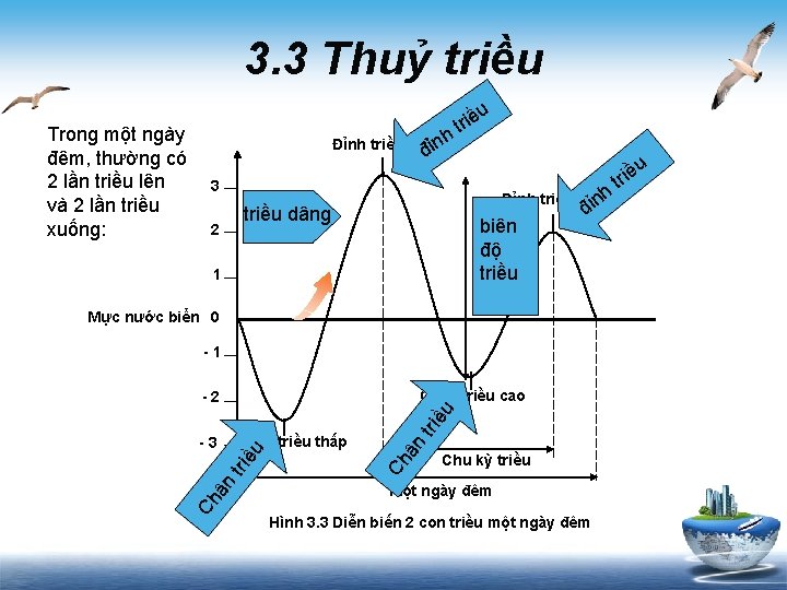 3. 3 Thuỷ triều u Trong một ngày đêm, thường có 2 lần triều