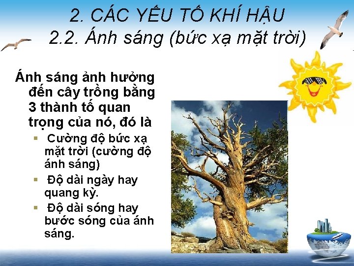 2. CÁC YẾU TỐ KHÍ HẬU 2. 2. Ánh sáng (bức xạ mặt trời)