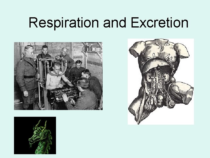 Respiration and Excretion 