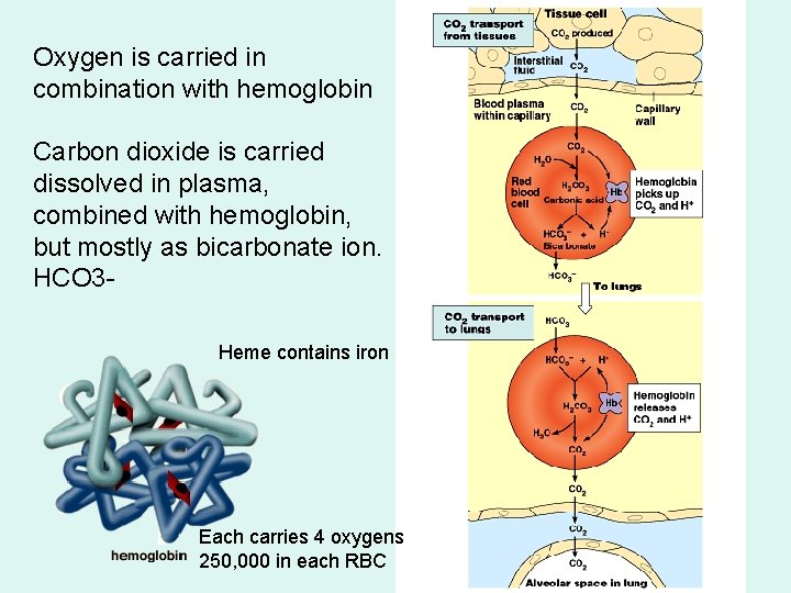 Oxygen is carried in combination with hemoglobin Carbon dioxide is carried dissolved in plasma,