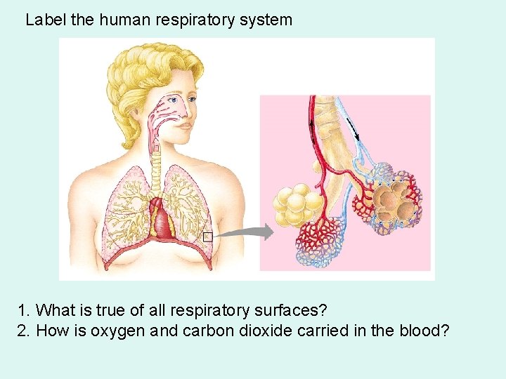 Label the human respiratory system 1. What is true of all respiratory surfaces? 2.