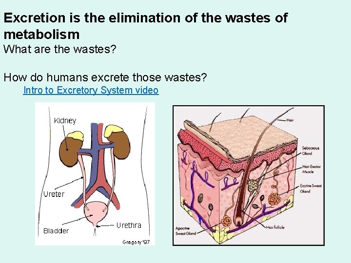 Excretion is the elimination of the wastes of metabolism What are the wastes? How