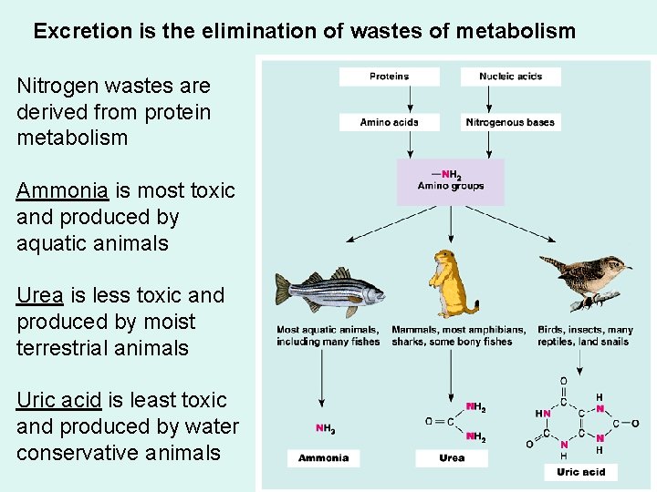 Excretion is the elimination of wastes of metabolism Nitrogen wastes are derived from protein
