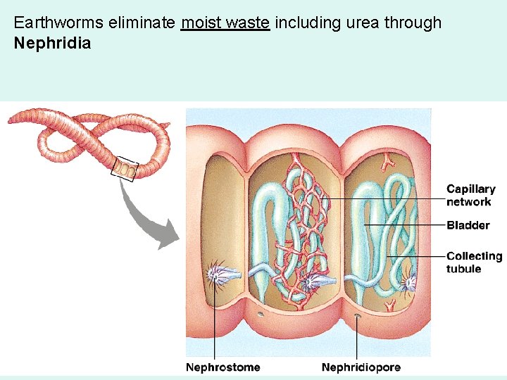 Earthworms eliminate moist waste including urea through Nephridia 