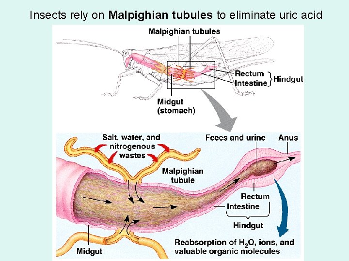 Insects rely on Malpighian tubules to eliminate uric acid 