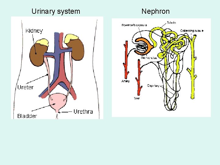 Urinary system Nephron 