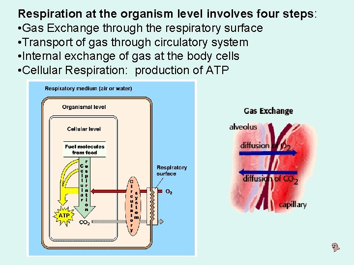 Respiration at the organism level involves four steps: • Gas Exchange through the respiratory