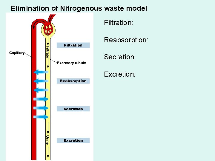 Elimination of Nitrogenous waste model Filtration: Reabsorption: Secretion: Excretion: 