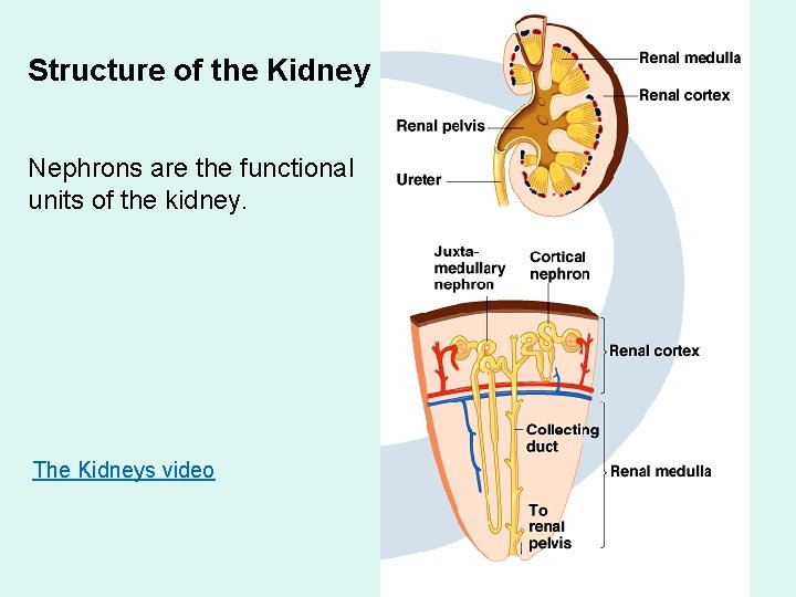 Structure of the Kidney Nephrons are the functional units of the kidney. The Kidneys