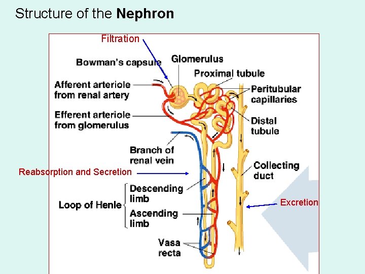 Structure of the Nephron Filtration Reabsorption and Secretion Excretion 