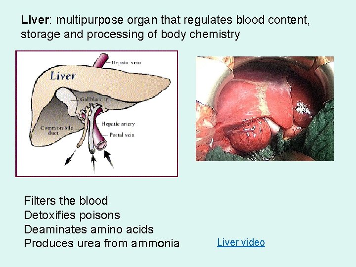 Liver: multipurpose organ that regulates blood content, storage and processing of body chemistry Filters