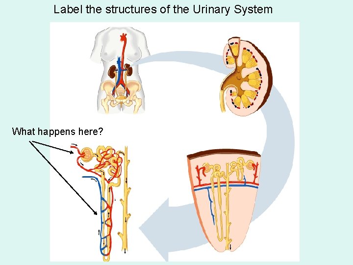Label the structures of the Urinary System What happens here? 